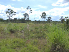 Andropogon bicornis