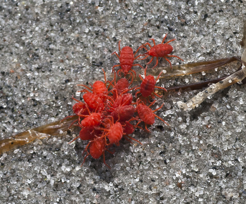 Neomolgus littoralis