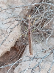 Coptopteryx gayi