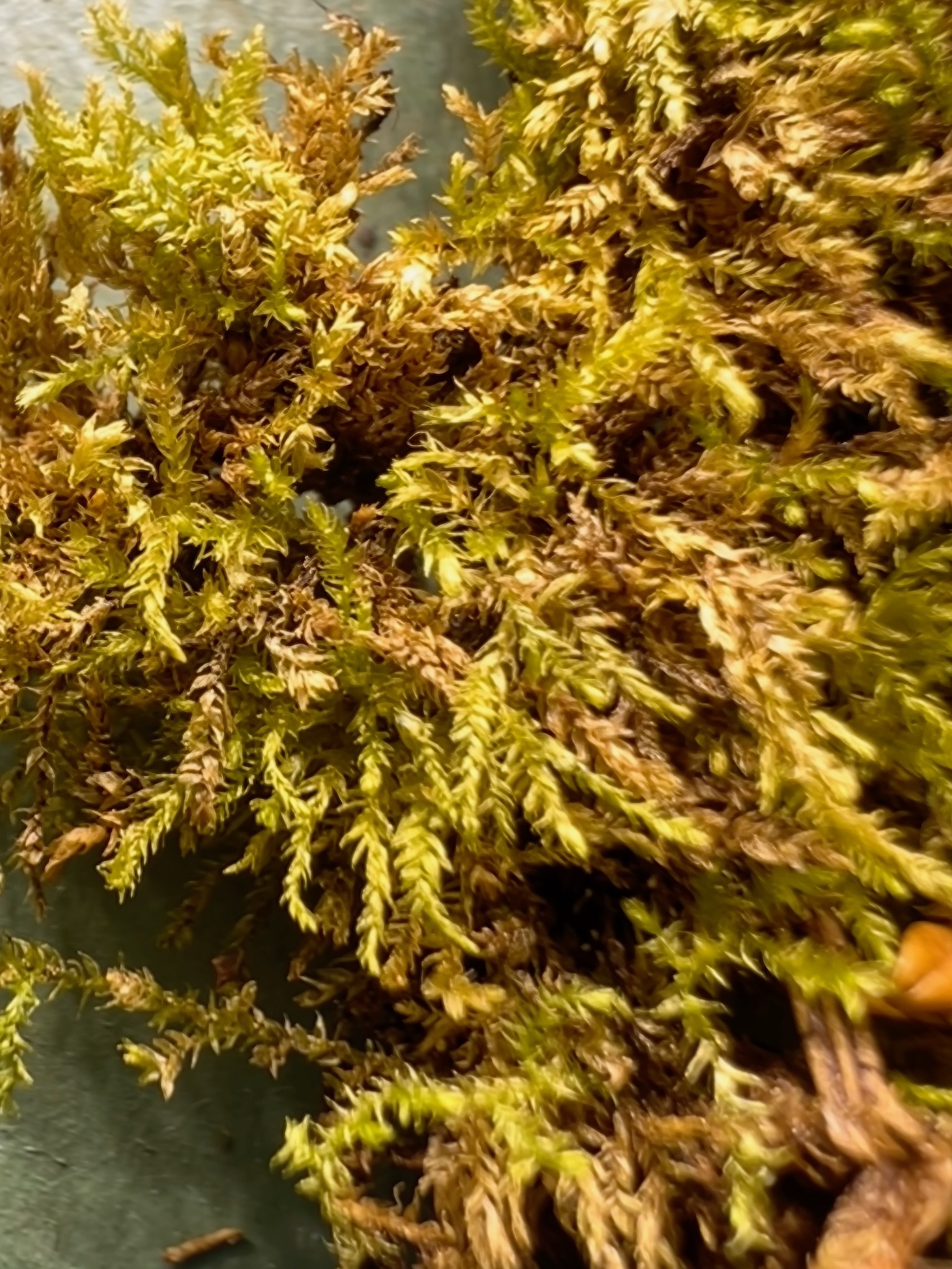 Eurhynchiastrum pulchellum var. pulchellum