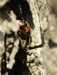 Deraeocoris