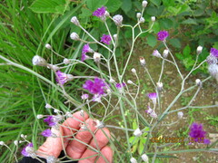 Vernonia capensis