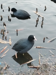 Fulica atra