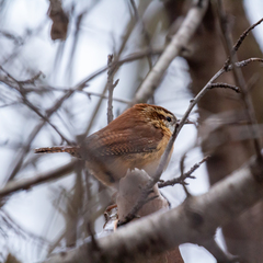 Thryothorus ludovicianus