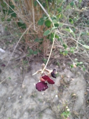 Macroptilium atropurpureum