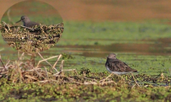 Calidris temminckii