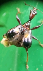 Centrocorynus biguttatus