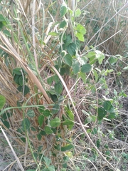 Macroptilium atropurpureum