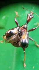 Centrocorynus biguttatus