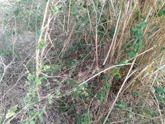 Macroptilium atropurpureum