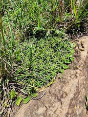 Euphorbia pulvinata