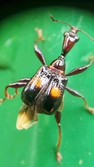 Centrocorynus biguttatus