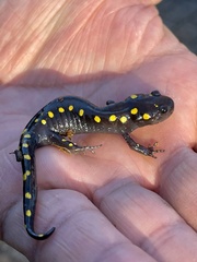 Ambystoma maculatum