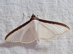 Cydalima laticostalis