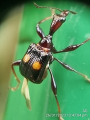 Centrocorynus biguttatus