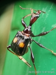 Centrocorynus biguttatus