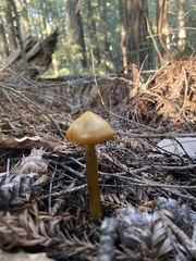 Hygrocybe singeri