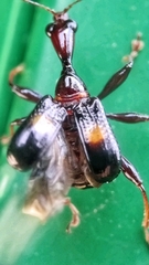 Centrocorynus biguttatus