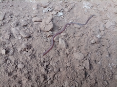 Siagonodon borrichianus