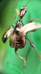 Centrocorynus biguttatus