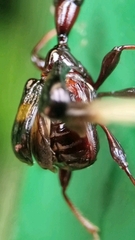 Centrocorynus biguttatus