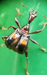 Centrocorynus biguttatus