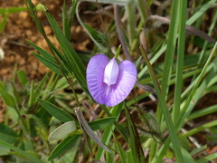 Clitoria guianensis