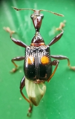 Centrocorynus biguttatus