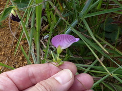 Clitoria guianensis