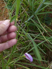 Clitoria guianensis
