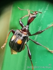 Centrocorynus biguttatus