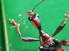 Centrocorynus biguttatus