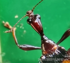Centrocorynus biguttatus