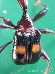 Centrocorynus biguttatus