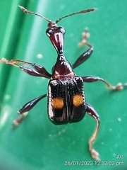 Centrocorynus biguttatus