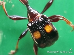 Centrocorynus biguttatus