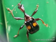 Centrocorynus biguttatus