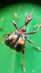 Centrocorynus biguttatus