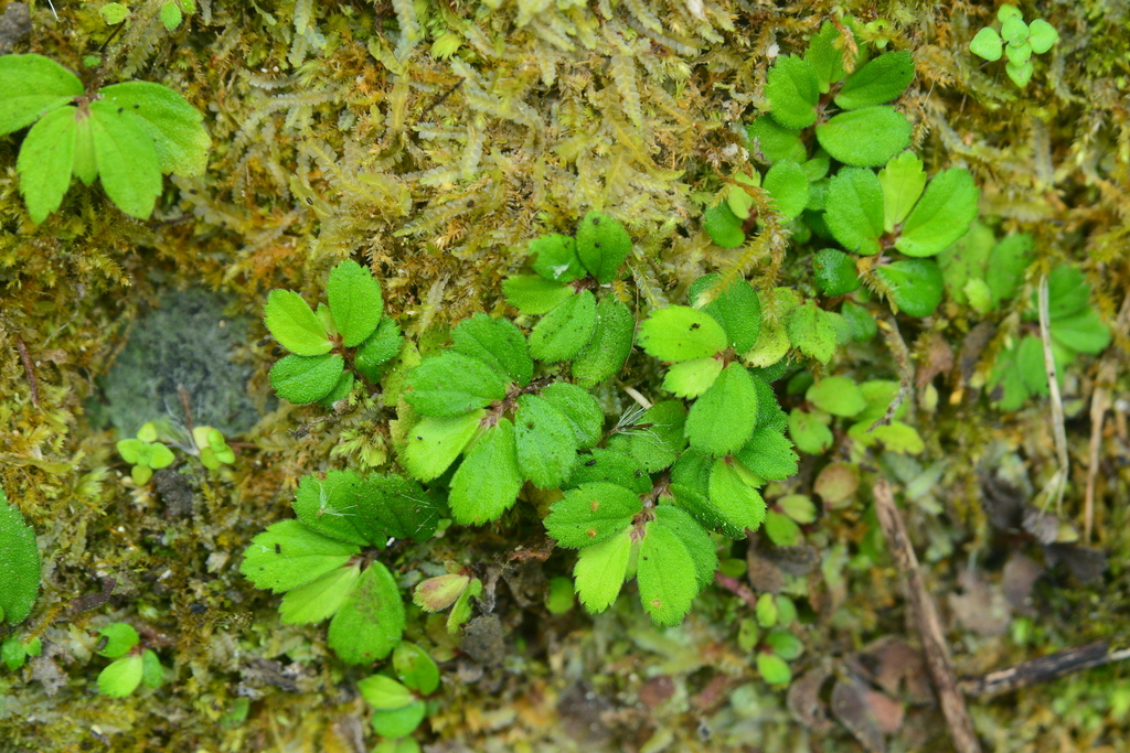 Elatostema strigillosum