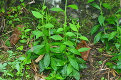 Veronicastrum loshanense