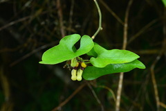 Aristolochia shimadae