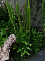 Austrolycopodium magellanicum