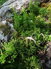 Austrolycopodium magellanicum