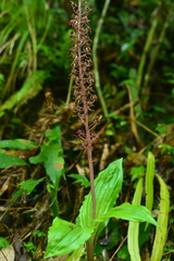 Liparis formosana