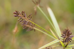 Cyperus orthostachyus