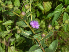 Vernonia bardanoides