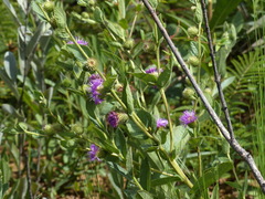 Vernonia bardanoides