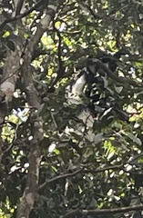 Colobus