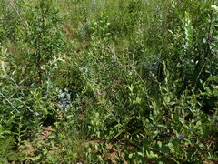 Vernonia bardanoides