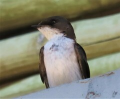 Hirundo dimidiata